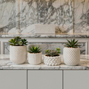 Kit 4 Vaso de Plantas Suculentas Vaso Decorativo em Gesso para e Cactos Decoração Sala Pequena Mesas