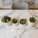 Kit 4 Vaso de Plantas Suculentas Vaso Decorativo em Gesso para e Cactos Decoração Sala Pequena Mesas